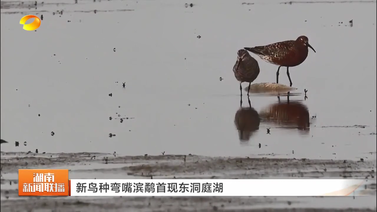 新鳥種彎嘴濱鷸首現東洞庭湖